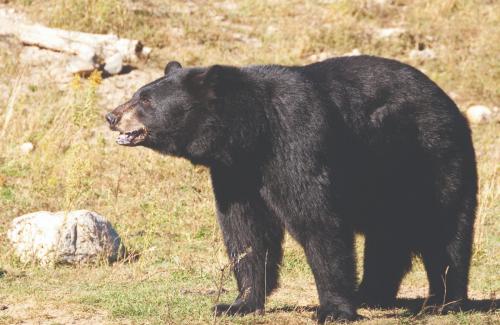 Bear