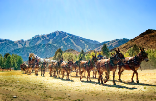 Donkeys pulling wagon