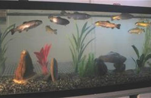 Rainbow Trout