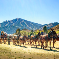 Donkeys pulling wagon