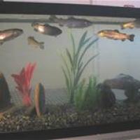 Rainbow Trout