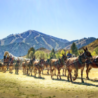 Mules pulling wagon with mountain in the background