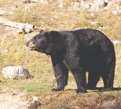 Bear