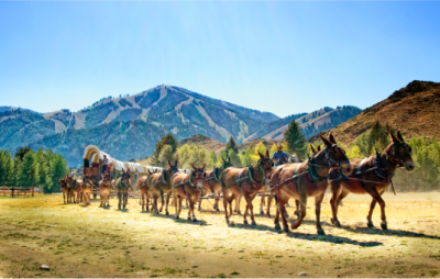 Donkeys pulling wagon