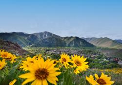 Sunflower with mountain in background